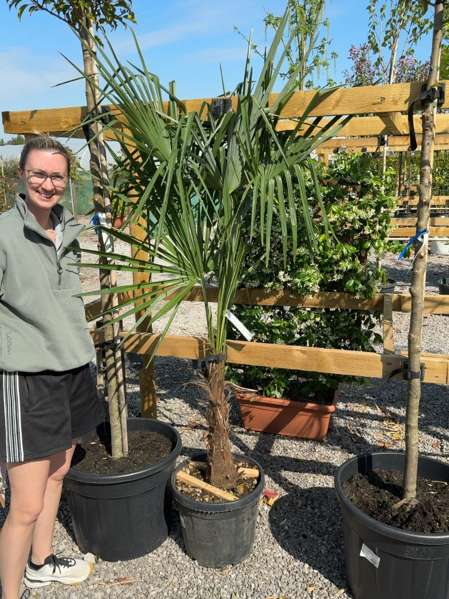 Trachycarpus Fortunei 30 Litre Pot 30 cm Trunk