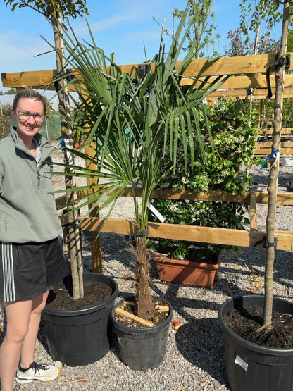 Trachycarpus Fortunei 30 Litre Pot 30 cm Trunk