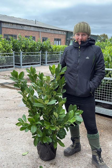 Cherry Laurel 80/100cm Root Ball December Delivery