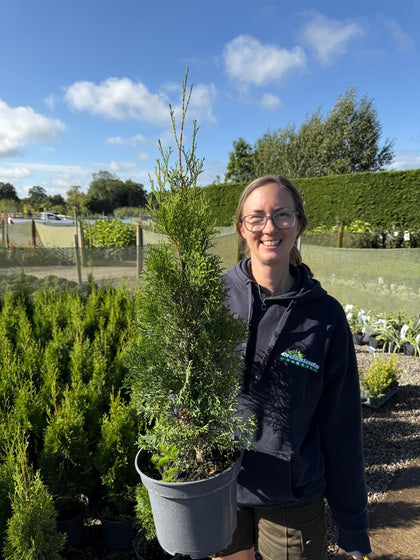 Thuja Occiden. Emeraude 5 Litre Pot 50/60cm