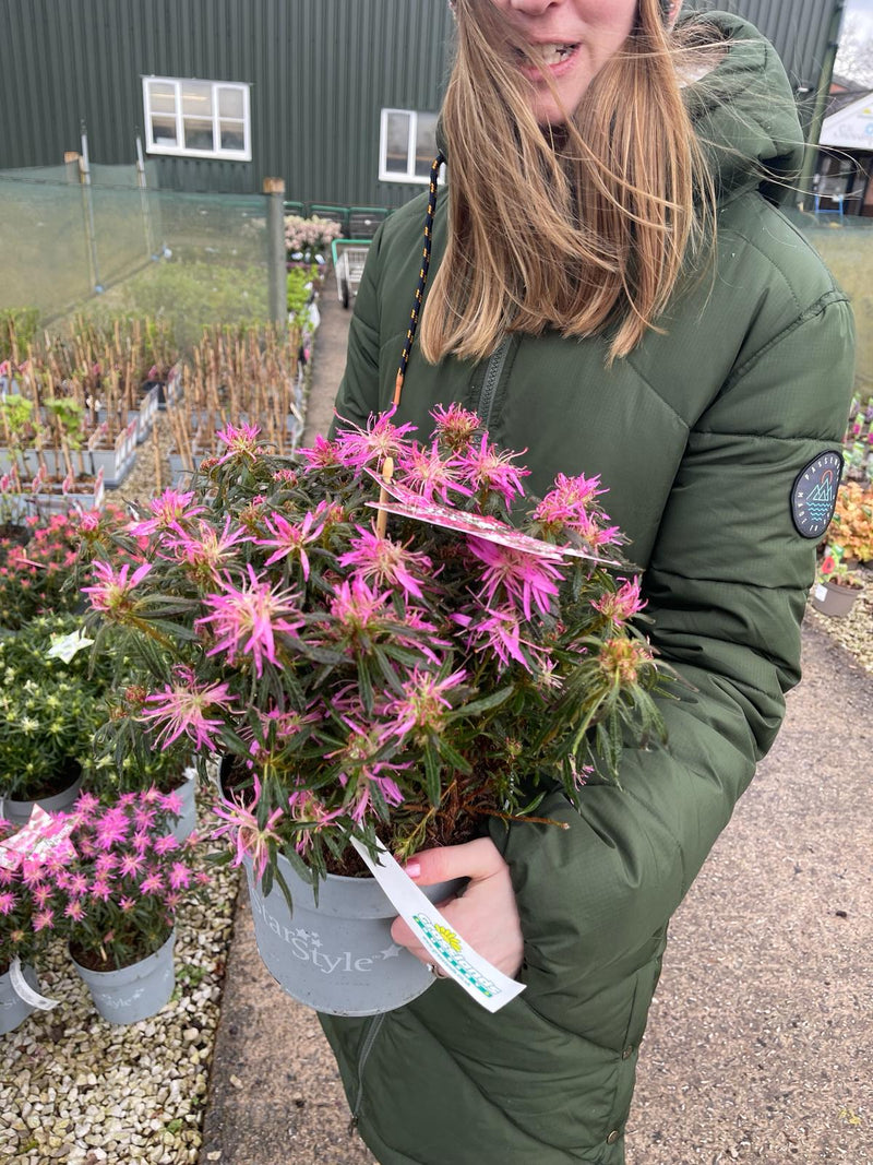 Azalea StarStyle Lilac 3 Litre Pot