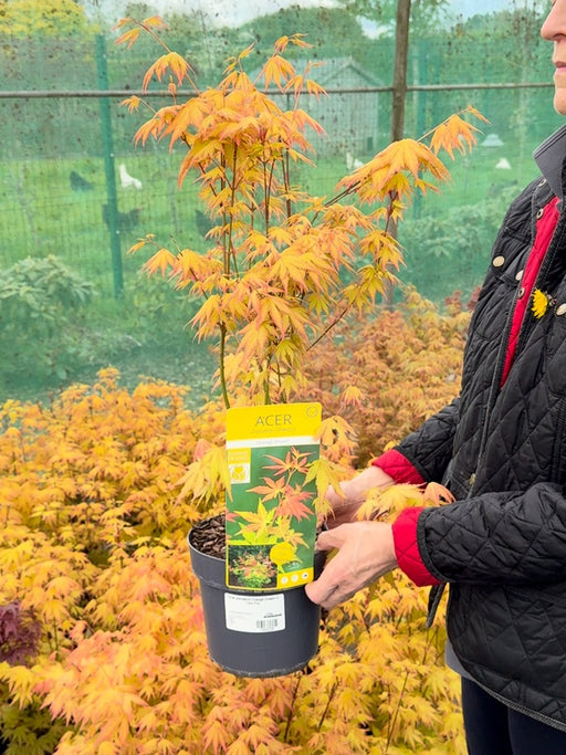 Acer palmatum Orange Dream 3 Litre Pot