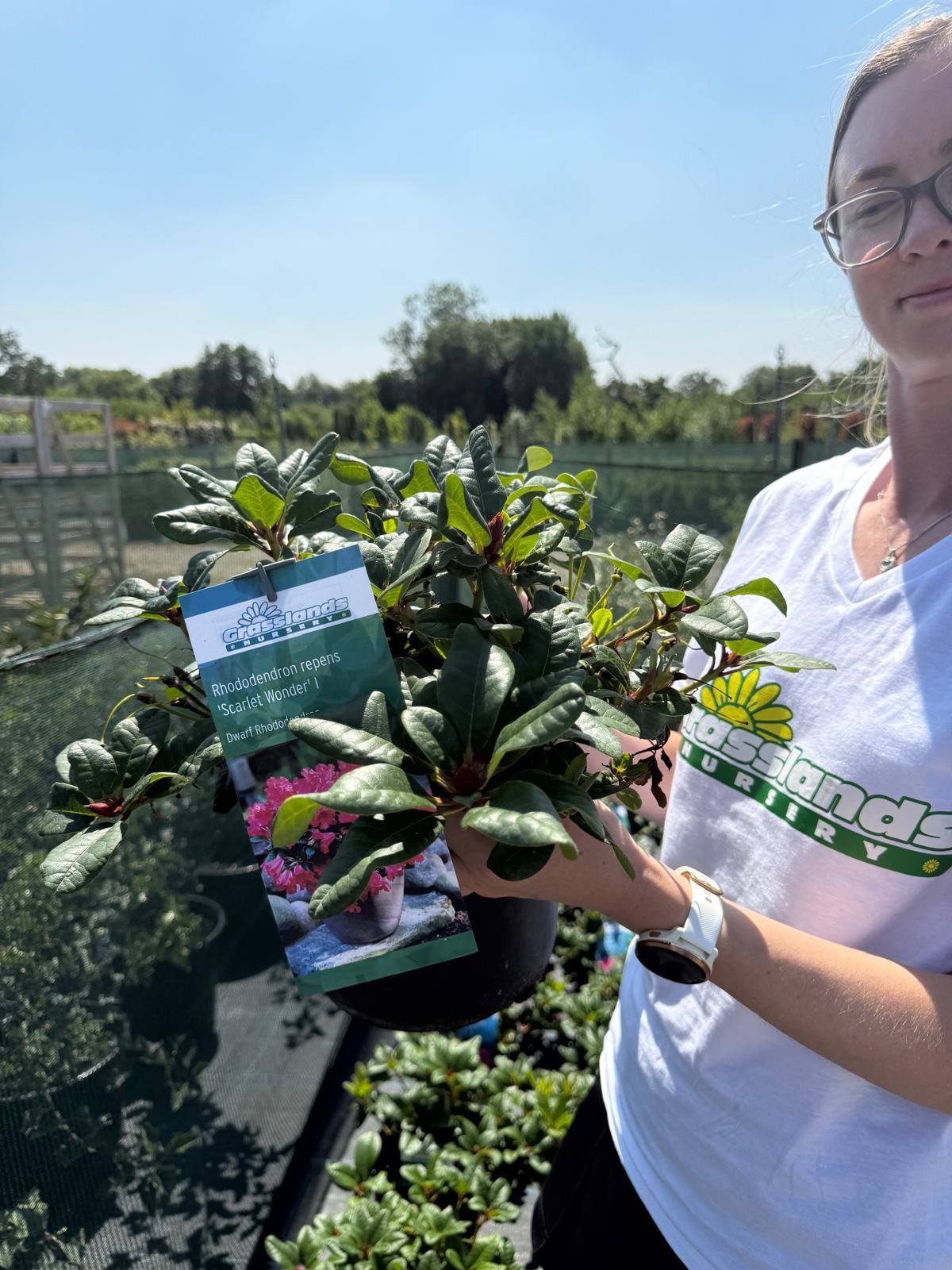 Rhododendron Scarlet Wonder 5 Litre Pot