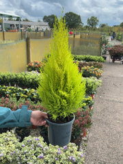 Cupressus mac.Wilma 2 Litre Pot