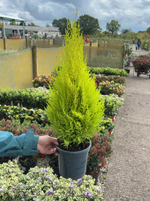 Cupressus mac.Wilma 2 Litre Pot