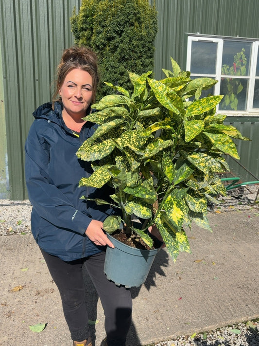 Aucuba Japonica Crotonifolia 7 Litre Pot