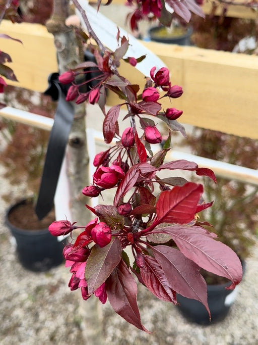 Malus Royalty Half Standard 15 Litre Pot