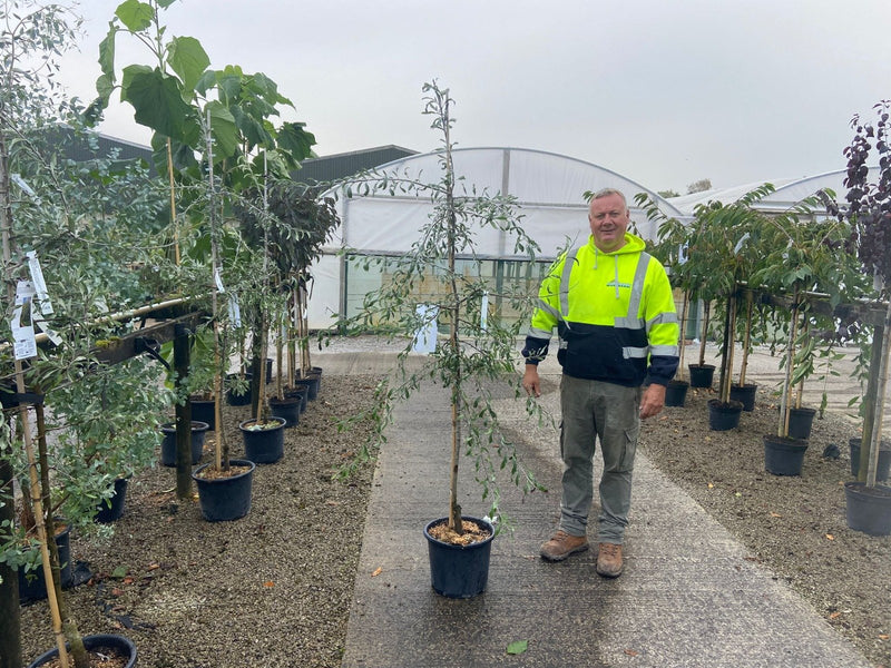 Pyrus salicifolia Pendula 15 Litre