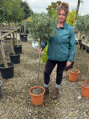 Olea Europea - Olive 1/2 Standard 26cm Pot 90-100 cm Stem