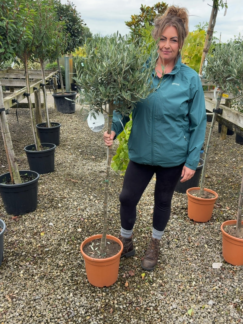 Olea Europea - Olive 1/2 Standard 26cm Pot 90-100 cm Stem