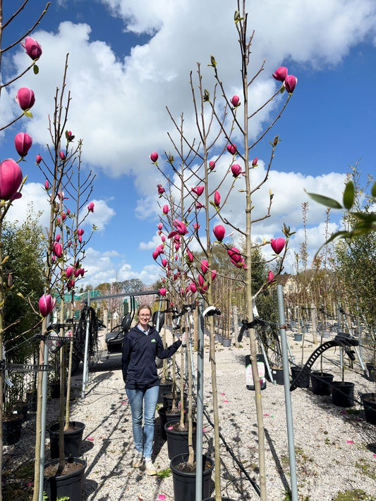 Magnolia Rose Marie Tree 8/10cm Girth