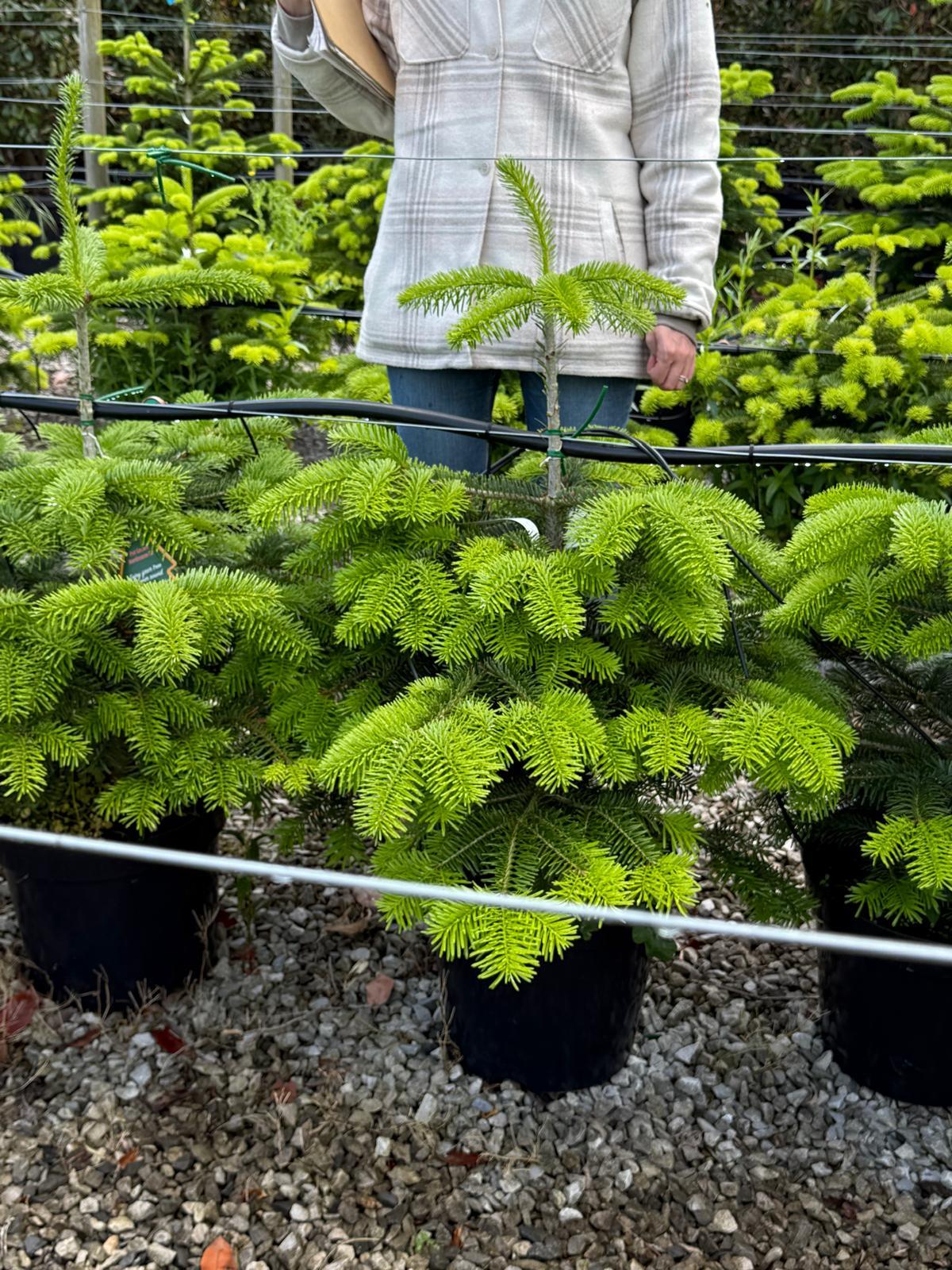 Abies Nordmannia 70-8cm 15 Litre Pot
