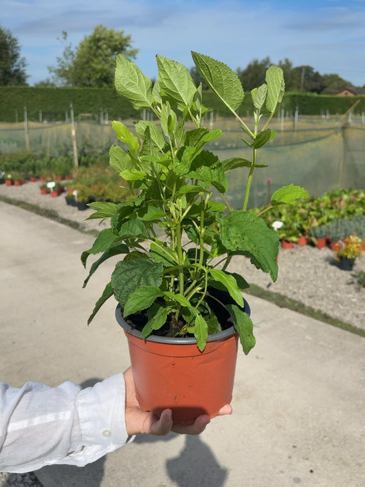 Hydrangea arborescens Annabelle 2 Litre Pot