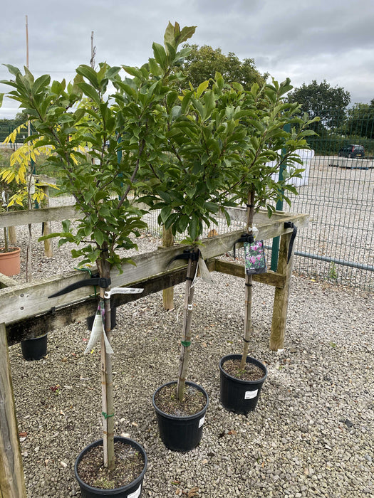 Magnolia Susan 10 Litre Pot Half Standard