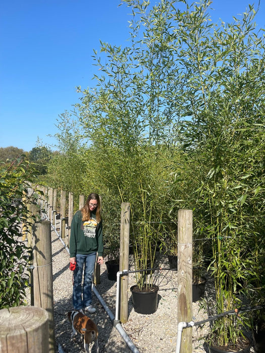 Bamboo Phyllostachys Bisetti 15 Litre Pot 2/2.5 Metre Delivery Feb