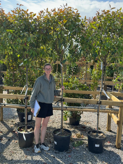 Photinia Red Robin 140/150cm Stem, 3/4 Standard 30 Litre Pot
