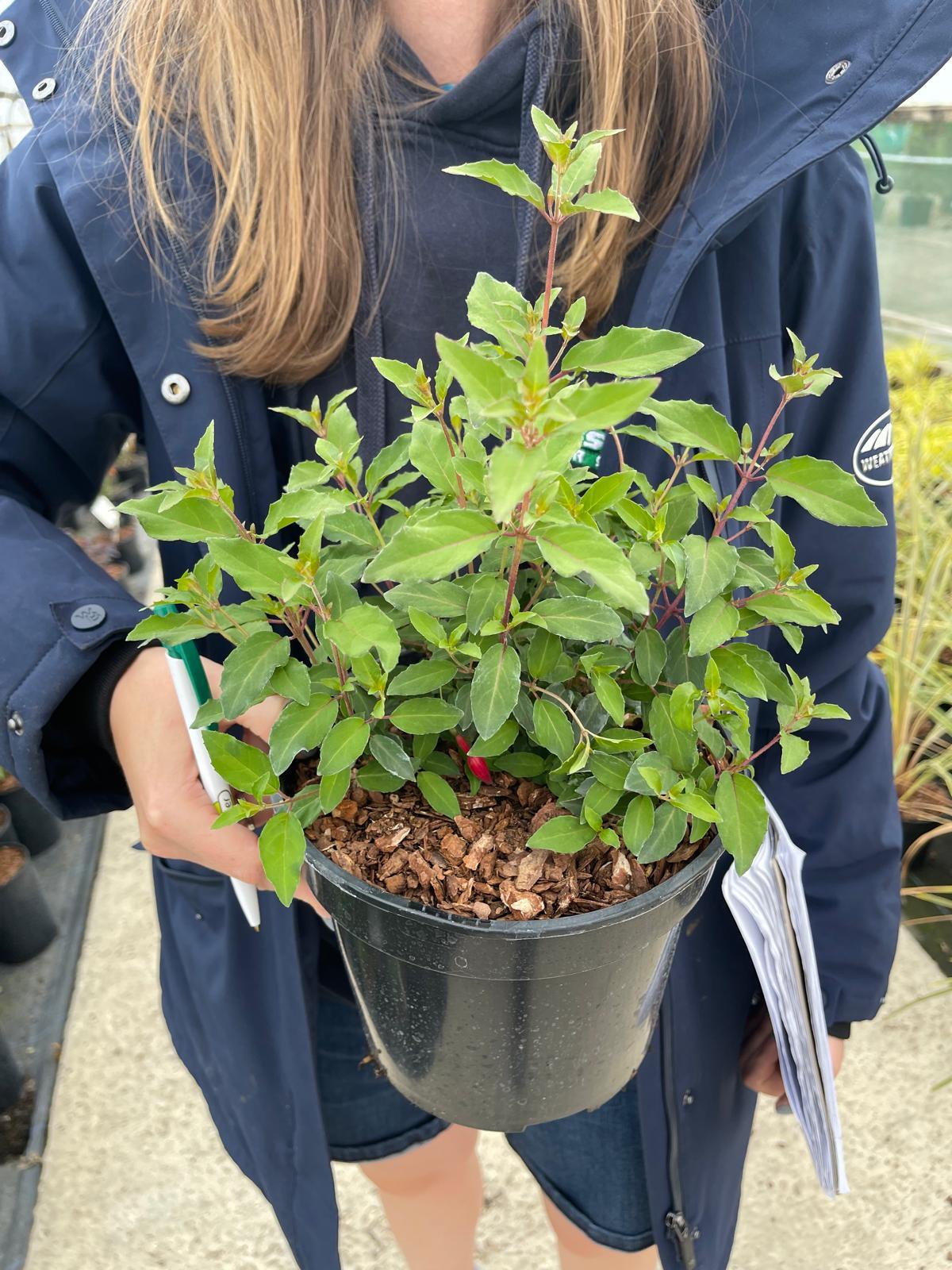 Fuchsia Magellanica Gracilis 3 Litre Pot