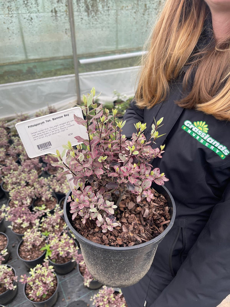 Pittosporum Tenuifolium Bannow Bay 3 Litre Pot