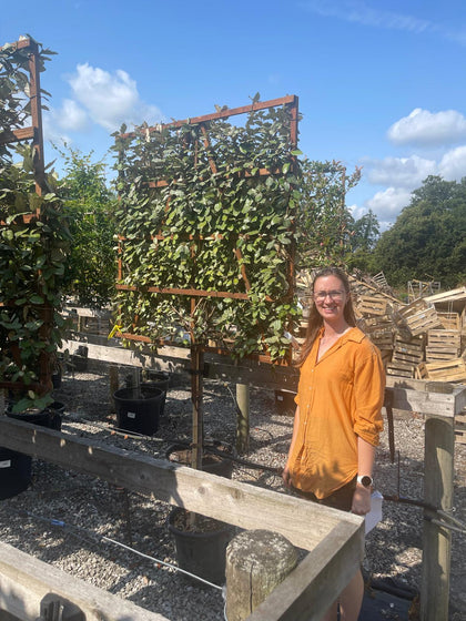 Elaeagnus Ebbingei Pleached 100cm Stem 120 x 120cm Frame
