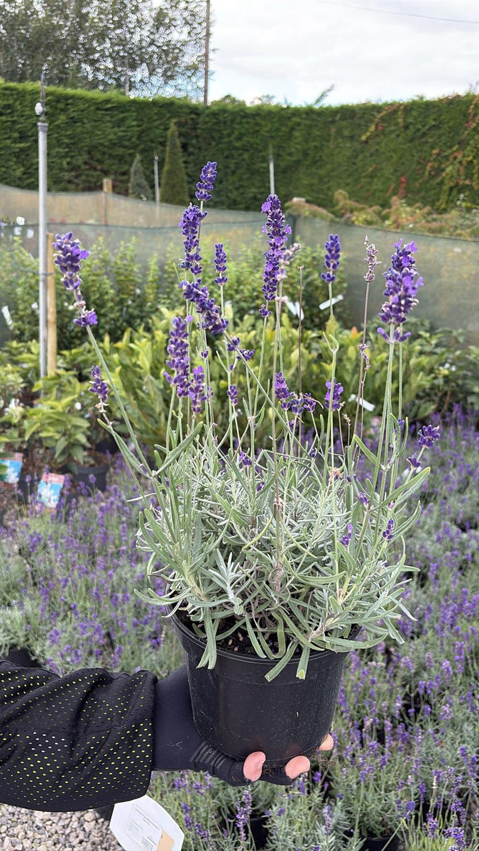 buy lavender plants uk Lavender Angustifolia Hidcote 2 Litre Pot — Grasslands Nursery