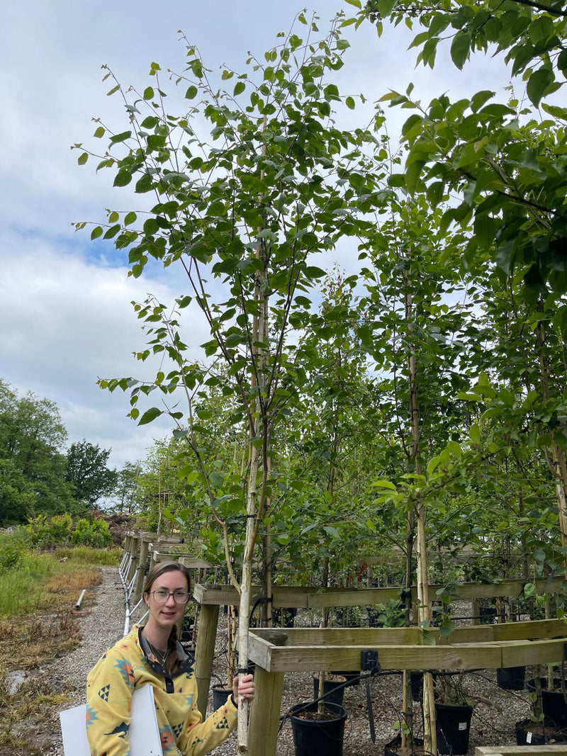 Betula Utilis Jacquemontii 8/10 Girth Standard H.3/4m