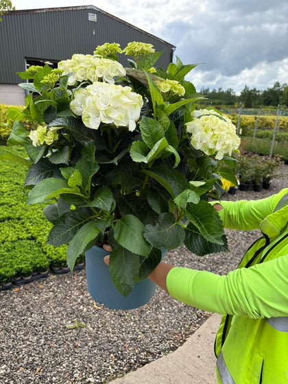 Hydrangea Mac White Ball 15 Litre Pot