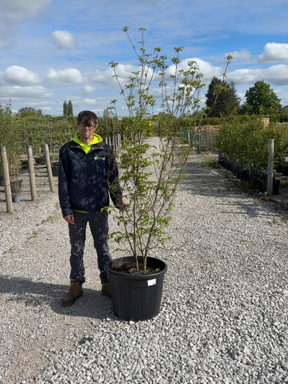 Cornus Kousa Chinensis Multi Stem 150/175cm Pre Order/Ready For June