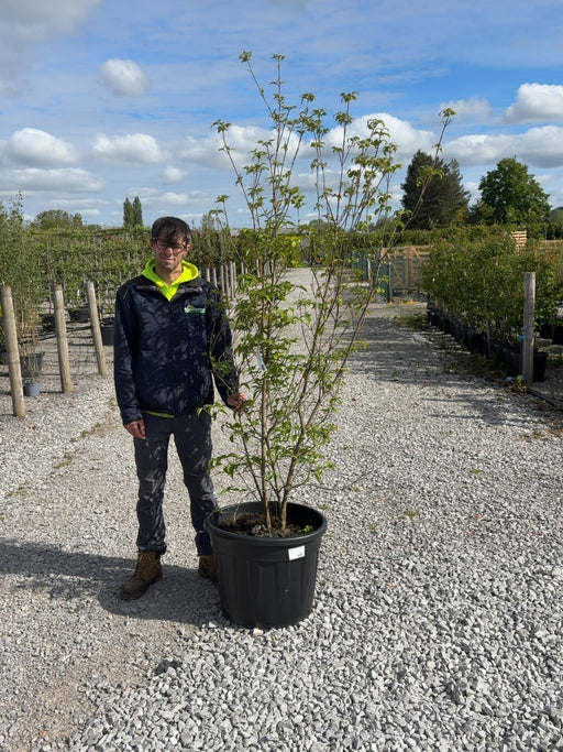 Cornus Kousa Chinensis Multi Stem 150/175cm Pre Order/Ready For June