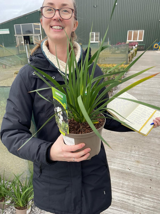 Libertia Grandiflora 2 Litre Pot