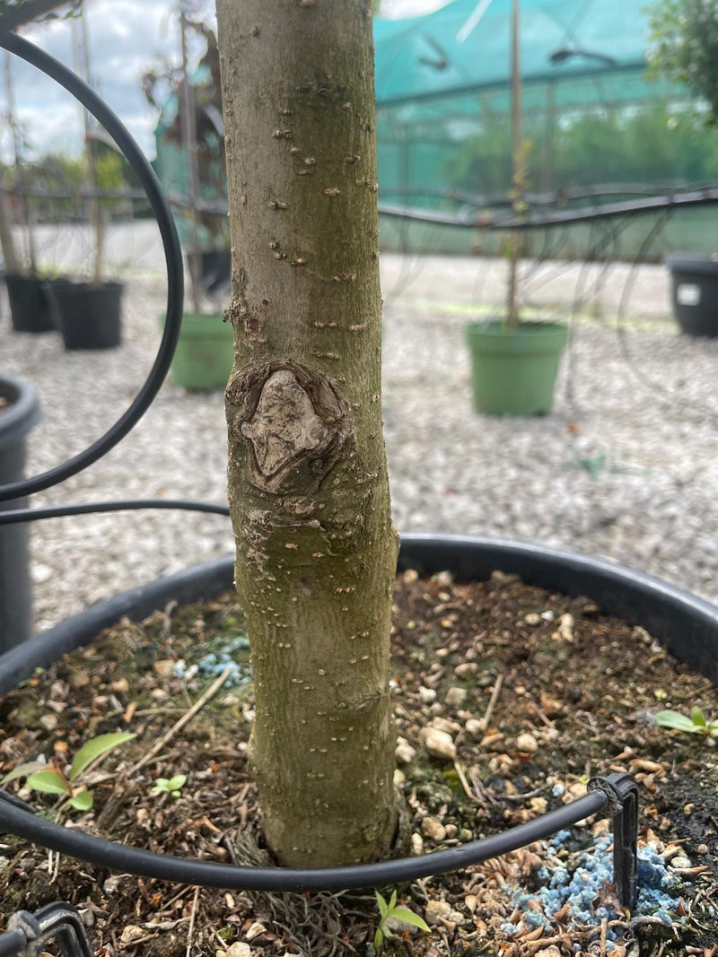 Sell Off Ligustrum Delavayanum 3 Ball Stack - 25 Litre Pot