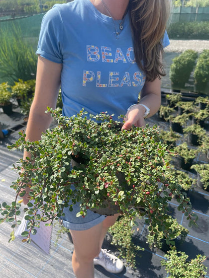 Cotoneaster Streib's Findling  3 Litre Pot