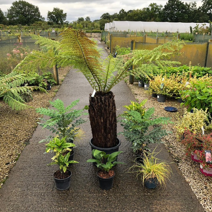 Raised Bed Planter Including Jungle Border Pack & Compost