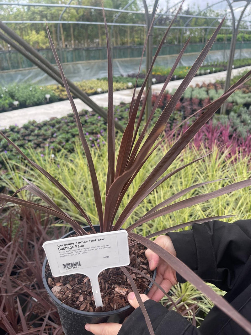 Cordyline Torbay Red Star 3 Litre Pot