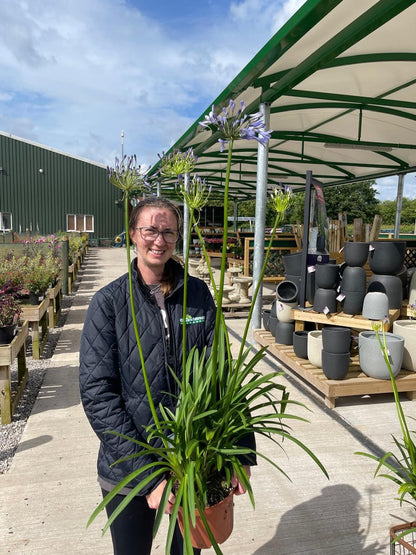 Agapanthus Dr Brouwer 5 Litre Pot