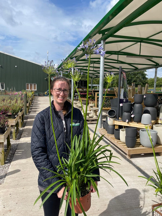 Agapanthus Dr Brouwer 5 Litre Pot