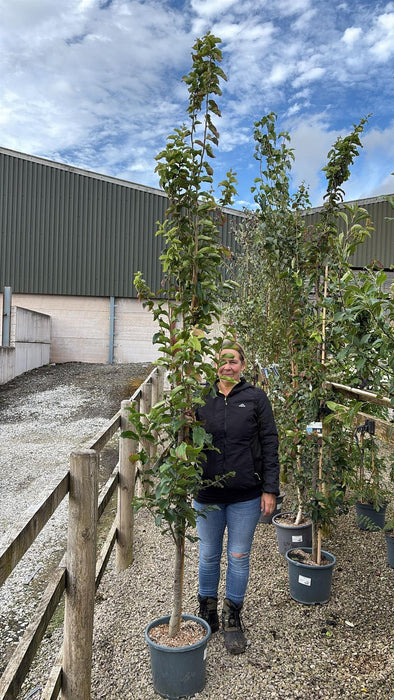 Parrotia Persica Vanessa 15 Litre Pot
