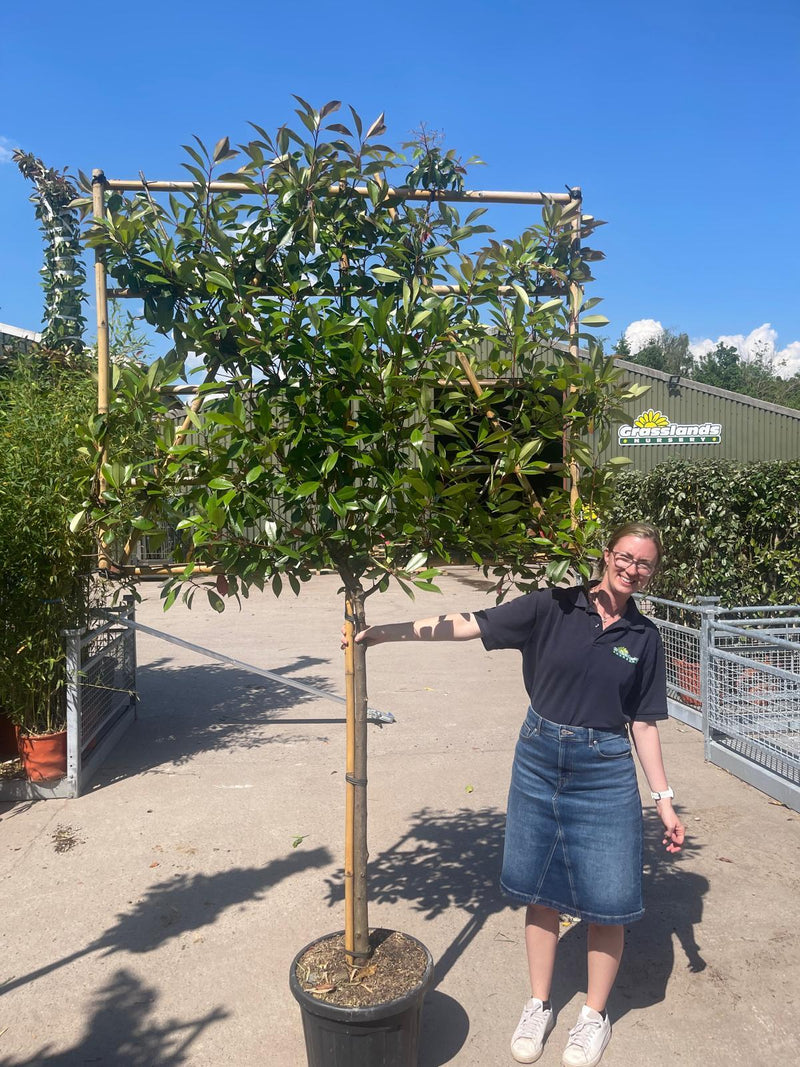 Photinia Red Robin Pleached 120cm Stem 120 High x 150cm Wide