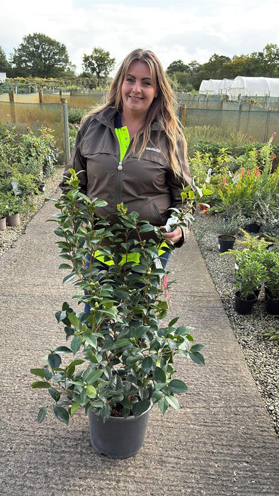 Camellia Jap.Miss Tingley 15 Litre Pot