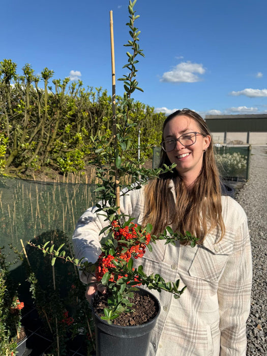 Pyracantha Saphyr Rouge 3 Litre Pot