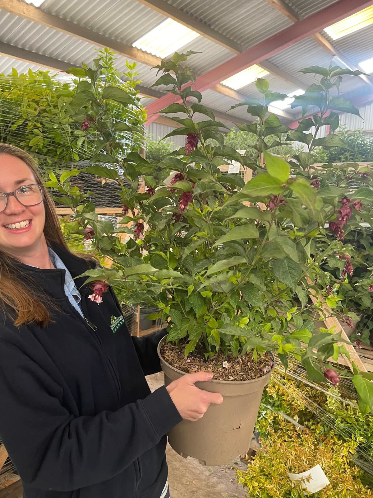 Leycesteria Purple Rain 10 Litre Pot