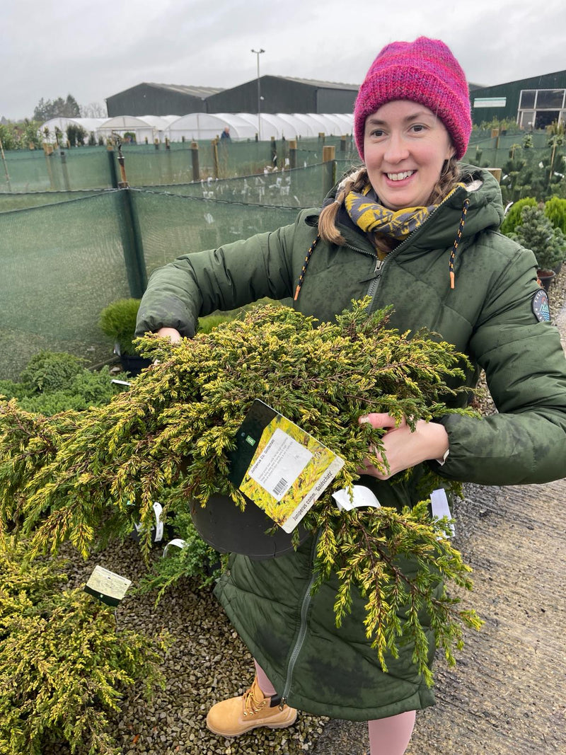 Juniperus Goldschatz 7.5 Litre Pot