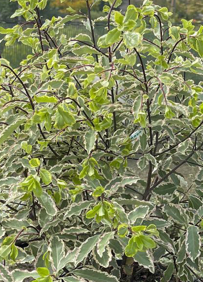 Pittosporum Tenuifolium Variegatum 5 Litre 1/4 Standard