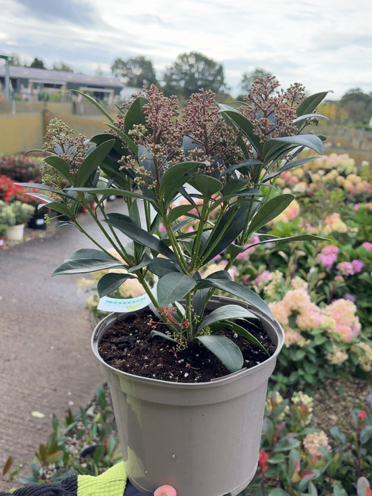 Skimmia Japonica Rubella 5 Litre Pot