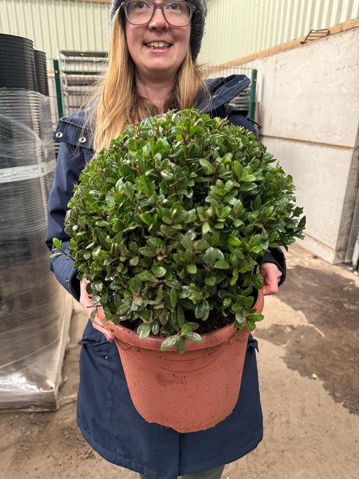 Ilex Crenata Caroline Ball 7.5 Litre Pot 30cm