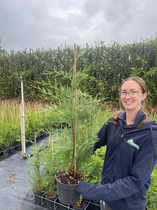 Cupressus Leylandii 60/80cm 3 Litre Pot