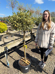 Ilex A. Argentea Marginata 25 Litre Pot 1/2 Standard