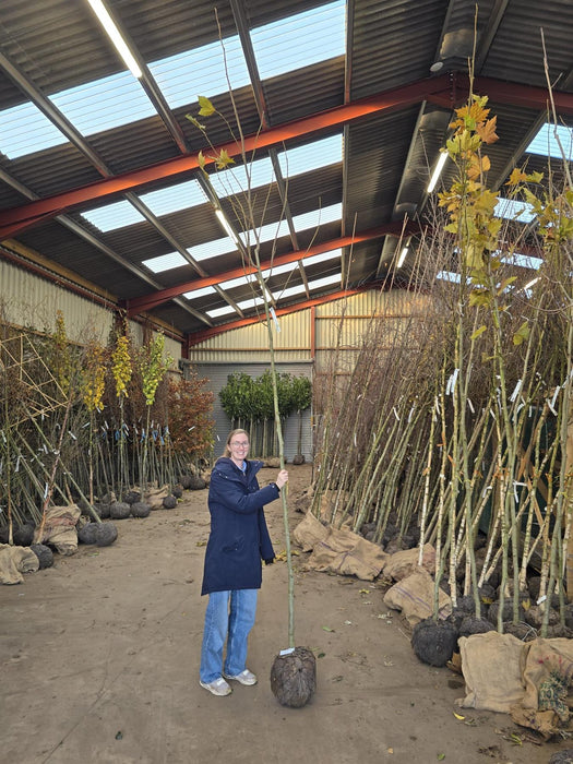 Platanus hispanica - Acerifolia  8/10cm Girth Root Ball
