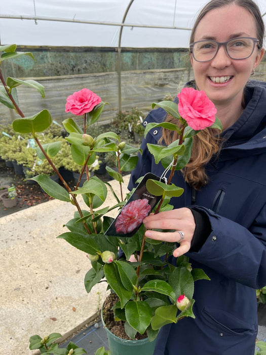Camellia Japonica Comte De Gomer 1.5 Litre Pot