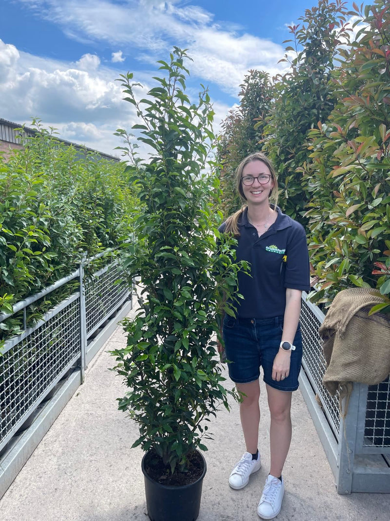 Portuguese Laurel 150/175cm