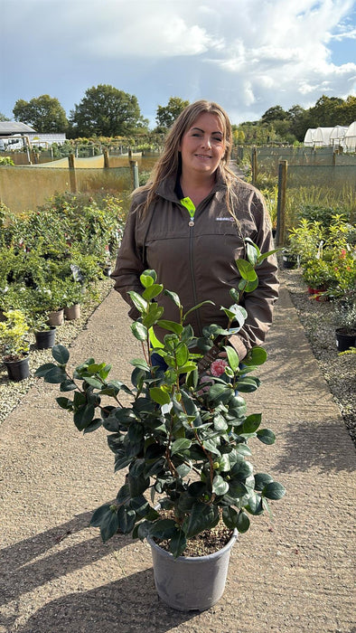 Camellia Jap. Contessa Lavinia Maggi 15 Litre Pot